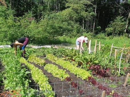 Camp Scugog Teaching Garden