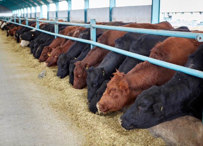 A row of cows next to each other in a feedlot.